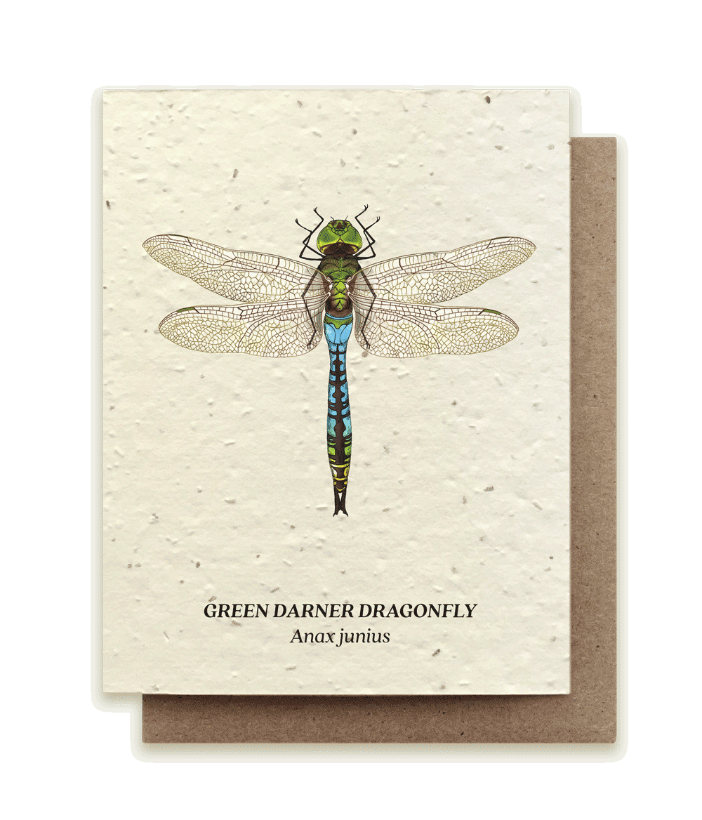 Green Darner Dragonfly - Plantable Wildflower Seed Card by Small Victories