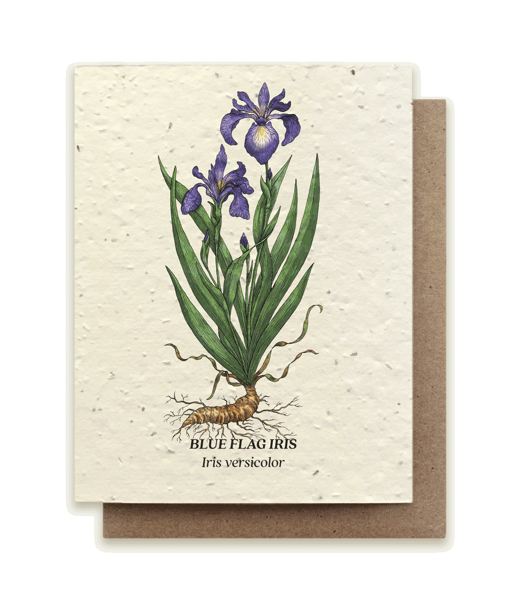 Blue Flag Iris Plantable Wildflower Seed Card by Small Victories